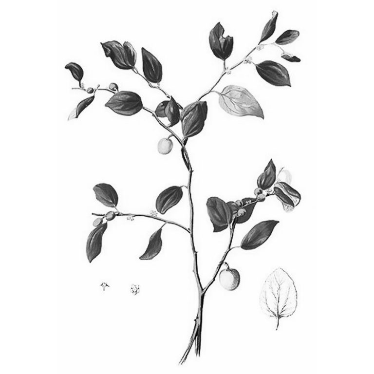 Bidara Cina dan Pembantaian Orang Cina di Batavia