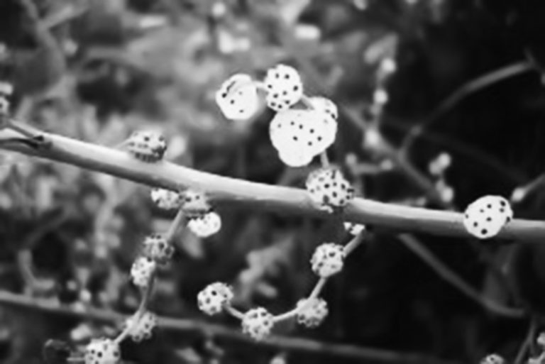 Cililitan Punya Tuan Pieter van den Velde