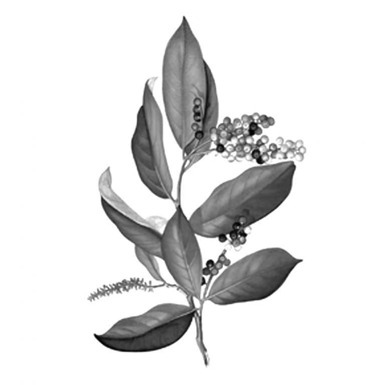 Condet dari Semacam Pohon Buni