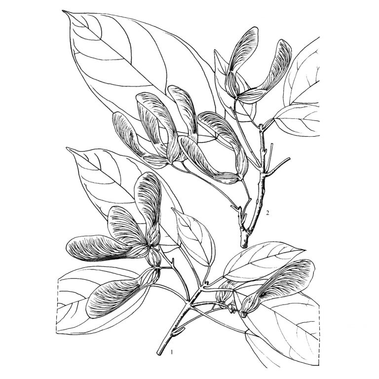 Kebayoran atau Kebayuran?