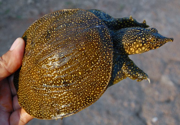 Lebak Bulus Pernah Bernama Simplicitas