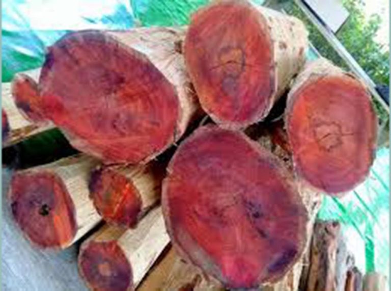 Pal Merah dari Tonggak Kayu Merah